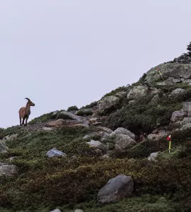bouquetin dans la réserve