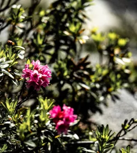 Fleurs macro