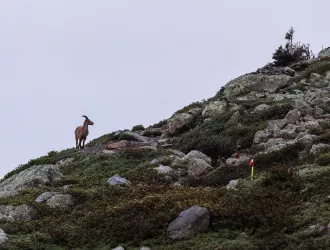 bouquetin dans la réserve