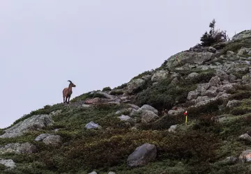 bouquetin dans la réserve