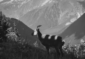 bouquetin en noir et blanc