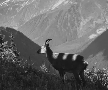 bouquetin en noir et blanc