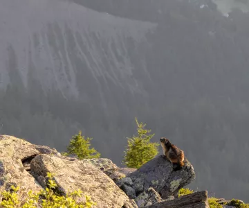 marmotte sur un rocher