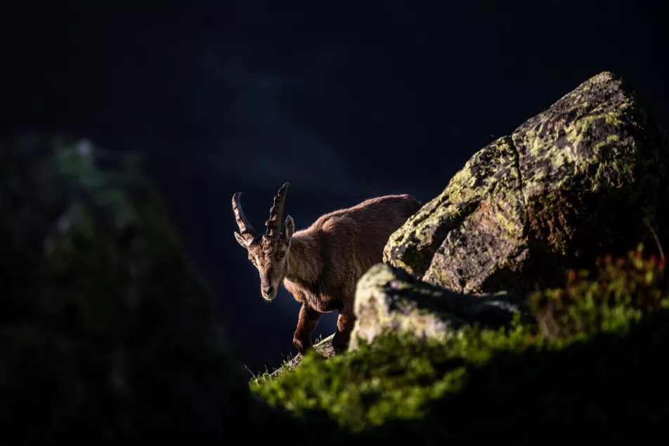 Chamois dans la nature